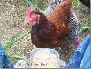 Chicken Closeups  last week Nov 2011 004