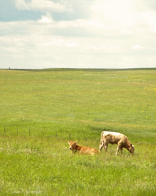[Baby%2520cows%255B9%255D.jpg]