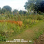 Amarylis's Allotment Plot 12A 2013 garden
