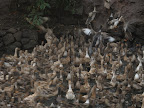 Duck crossing