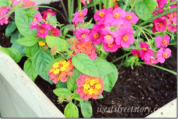 Planting Flowers in Containers Using the Thriller, Filler, Spiller Method