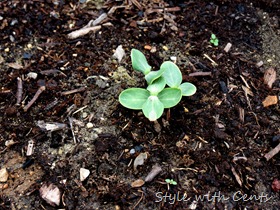 square foot gardening how to garden in a raised garden bed12