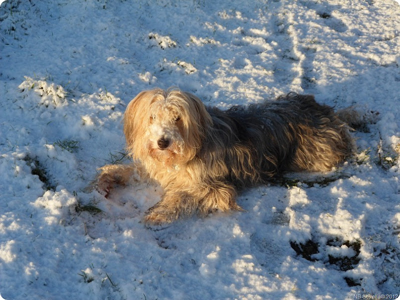 SAM_0007 Snowy Ellesmere