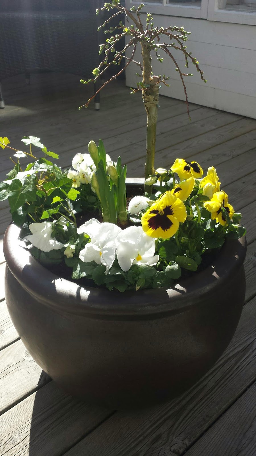 Dorinas blommor : vacker plantering med hängvide