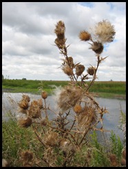 milkweed bursting