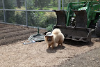 Now, what exactly does tend to the vegetable garden mean, anyhow?