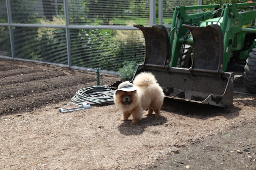 Now, what exactly does tend to the vegetable garden mean, anyhow?