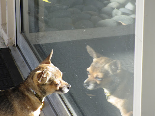 Minnow ponders her good fortune and hopes her buddies at the shelter will find loving forever homes too!