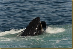 Humpback Whale with Mouth open Humpback Whale with Mouth open