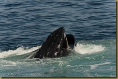 Humpback Whale with Mouth open