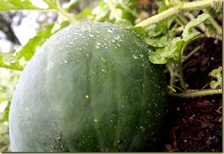 watermelon and raindrops