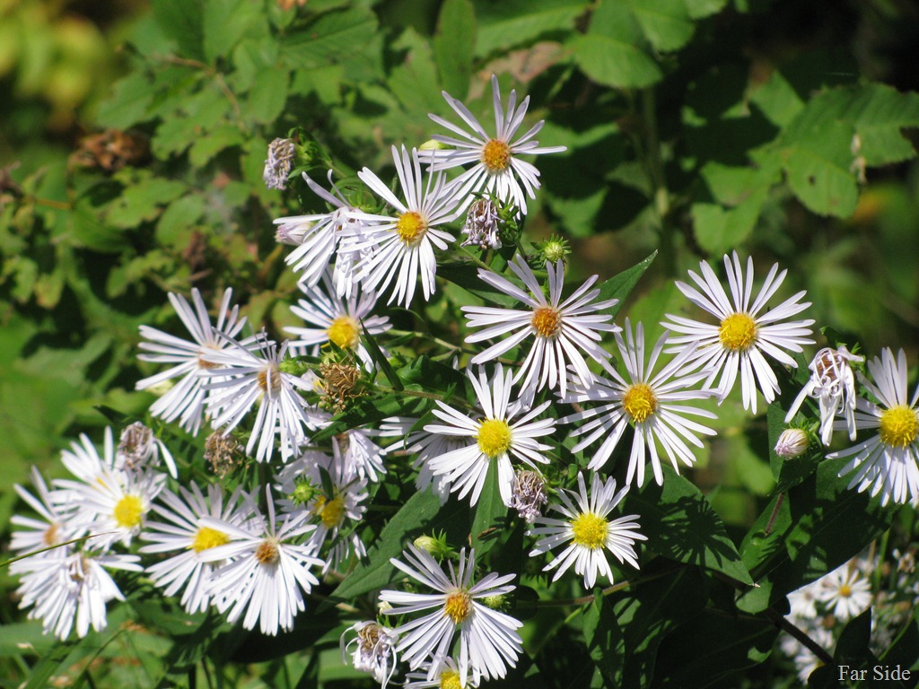 [Huge%2520flowered%2520Aster%2520at%2520Cass%2520Lake%255B9%255D.jpg]