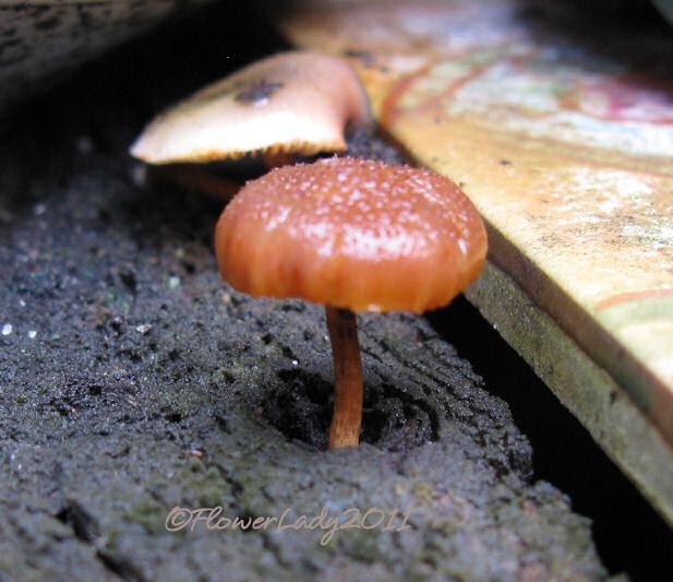 [09-23-mushrooms%255B5%255D.jpg]
