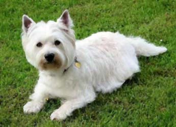 [westie%255B2%255D.jpg]