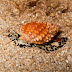 Pimpled Basket Sea Snail - Photo (c) DavidR.808, some rights reserved (CC BY-NC-SA)