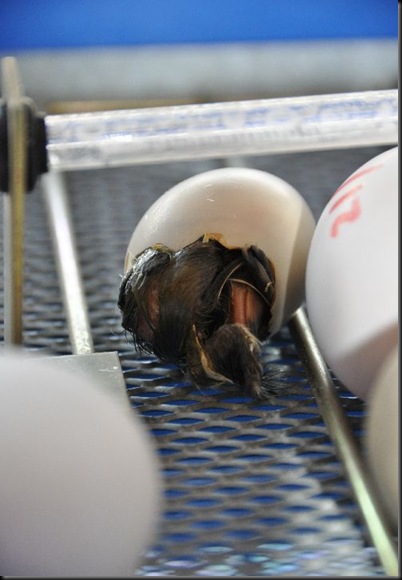 Emerging from egg in incubator July 11