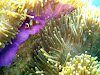  Koh Lipe Resimleri Fotoğrafları