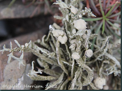 15-lichen