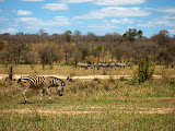 The land of zebras. Unfortunately, the one in the foreground was limping from something. Transition to Madagascar - 040.jpg