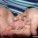 Rocky & Sky's babies Nov 25-11.JPG
