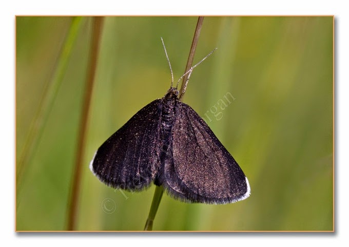 Day Moth 15  Chimney Sweeper