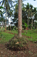 pinoyecofarm november_0031.JPG
