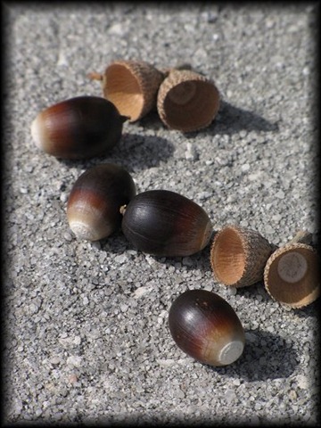 [acorns13.jpg]