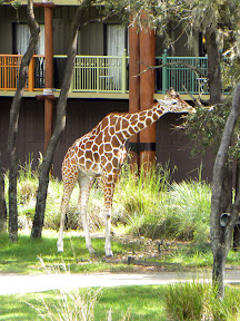 Disney 2009 - Animal Kingdom Lodge