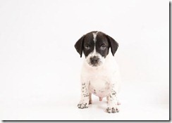 Rescue groups are invited to join a new, national spay/neuter awareness campaign