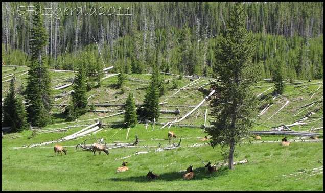 IMG_7751Hillside Elk IMG_7751Hillside Elk