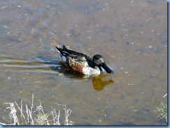 6349 Texas, South Padre Island - Birding and Nature Center guided bird walk - duck - northern shoveler (spoonbill)
