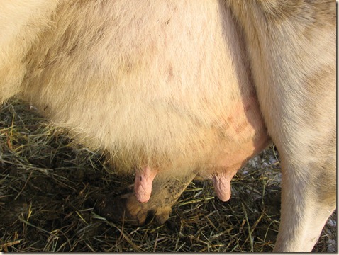 cow progress 047