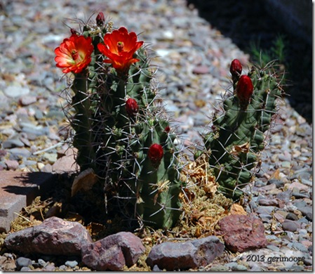 cactus 1 cactus 1