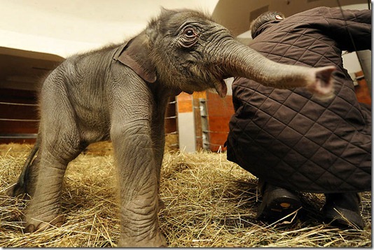GERMANY-ANIMAL-ELEPHANT-BABY