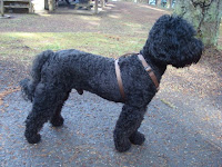 Grand Donte'<br />
after a shorter coat style.. his coat feels like velvet.