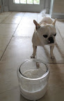 How many cups of sugar do we need, Franny?