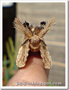 dudusa vethi snellen_lepidoptera_moth_ngengat 06