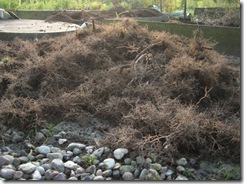IMG_2603 IMG_2603