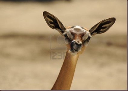 Amazing Animal Pictures Gerenuk (7)