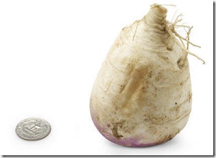 17-turnip[2]
