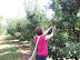 Picking Apples