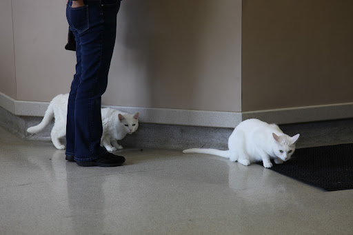 Sharkey, let's take Bartok and get out of here.  These white cats seem to be multiplying!  In a moment, they're going to outnumber us!