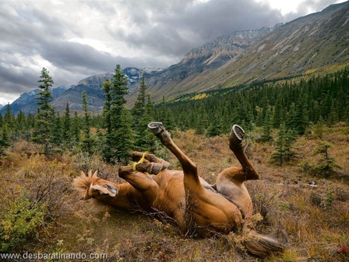 animais national geographic desbaratinando  (20)