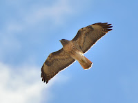 DSC_7246.jpg