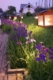 6月の玉名は、高瀬裏川花しょうぶまつりで賑わっています。