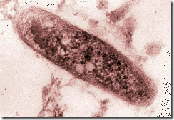 Mycobacterium tuberculosis