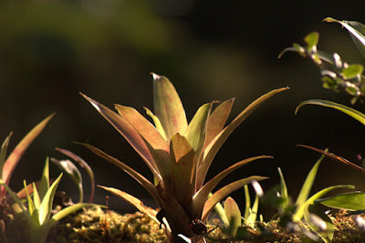 Rain Catcher Plants