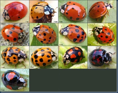 Harmonia_axyridis01
