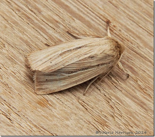 Common-Wainscot