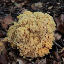 ramaria aurea